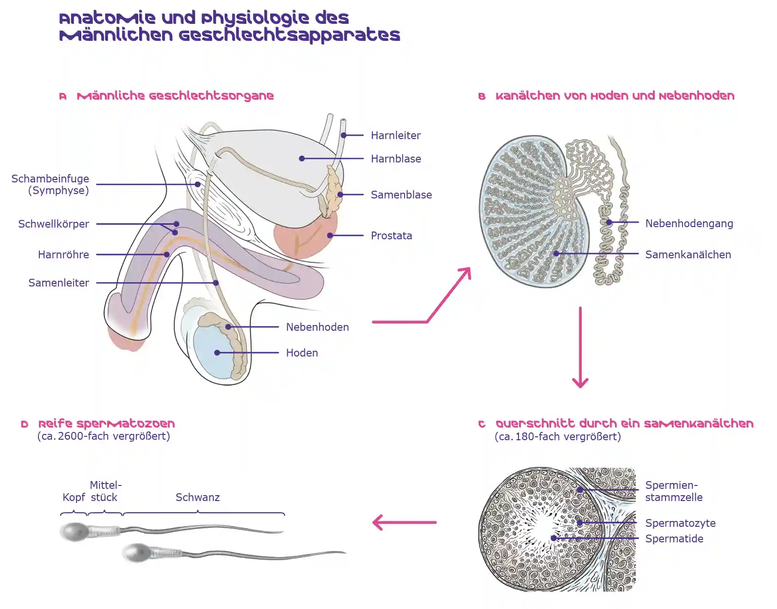Illustration der Anatomie des männlichen Geschlechtsapparates mit Penis, Hoden, Nebenhoden, Samenkanälchen und reifen Spermien.