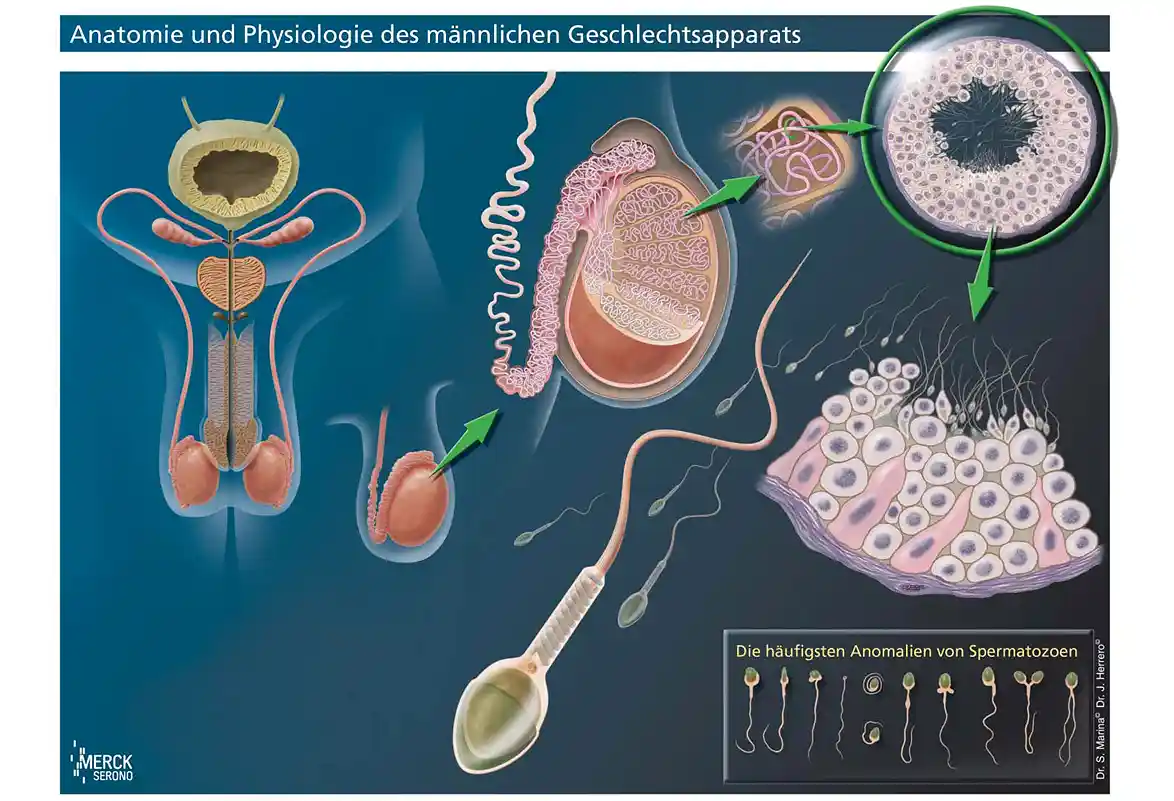Illustration der Anatomie des männlichen Geschlechtsapparates mit Penis, Hoden, Nebenhoden, Samenkanälchen und reifen Spermien.